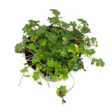 Geranium x cantabrigiense 'Karmina'