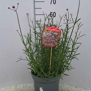 Verbena bonariensis