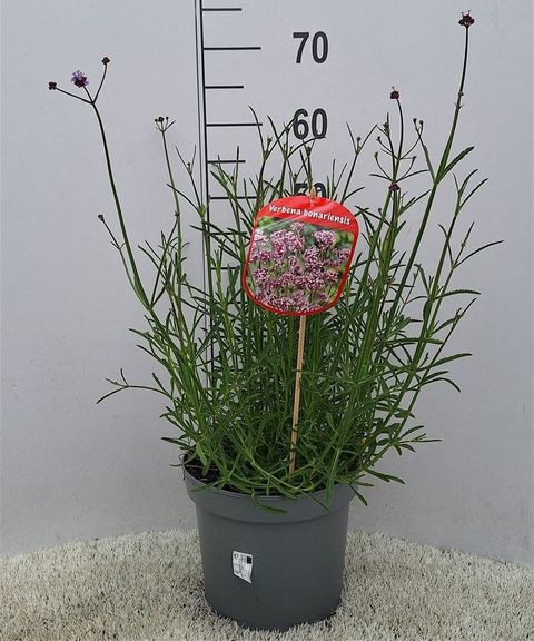Verbena bonariensis