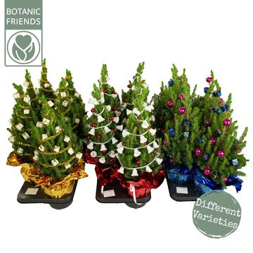 Picea 'Christmas Friends'