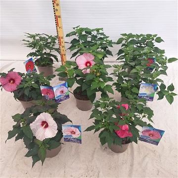 Hibiscus SUMMERIFIC MIX