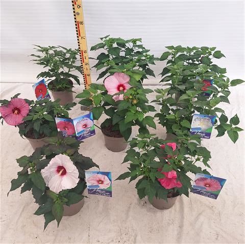 Hibiscus SUMMERIFIC MIX