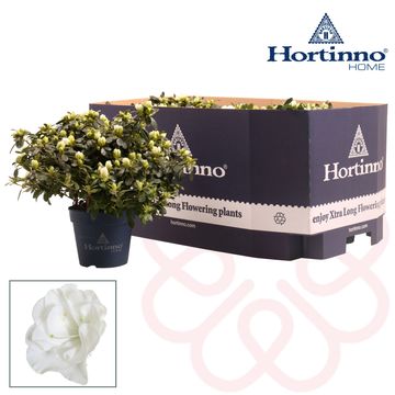 Rhododendron HORTINNO NORALINDE BELLI