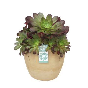 x Semponium 'Sienna'