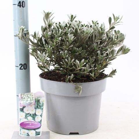 Convolvulus cneorum (About Plants Zundert BV)