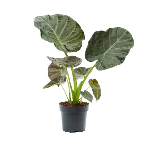 Alocasia 'Regal Shields'