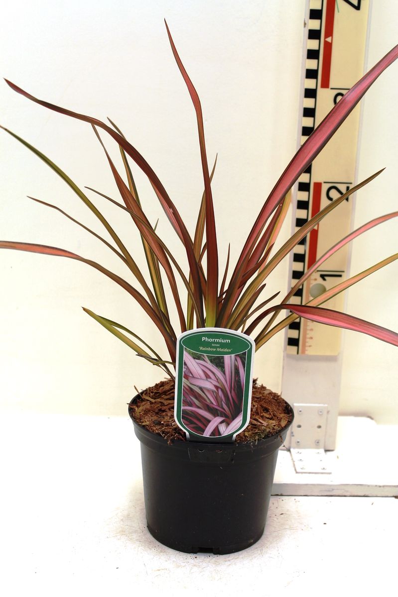 Phormium 'Maori Maiden' — Plant Wholesale FlorAccess