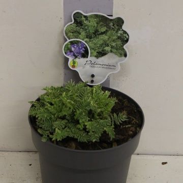 Polemonium caeruleum BRISE D'ANJOU