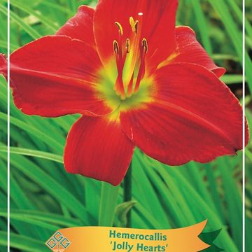 Hemerocallis 'Jolly Hearts'