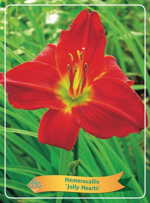 Hemerocallis 'Jolly Hearts'