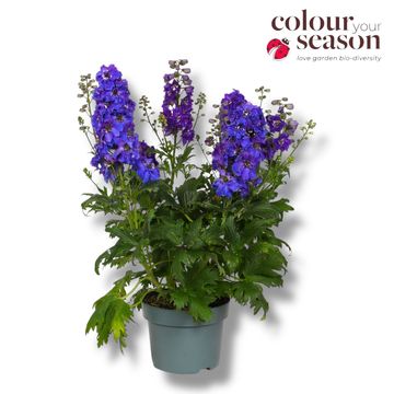 Delphinium DELGENIUS KINGSLEY