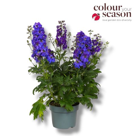 Delphinium DELGENIUS KINGSLEY