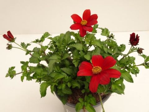 Bidens CAMPFIRE FIRE DANCE