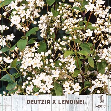 Deutzia x lemoinei