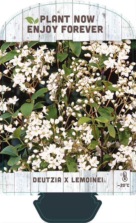 Deutzia x lemoinei
