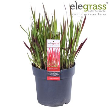Imperata cylindrica 'Red Baron'