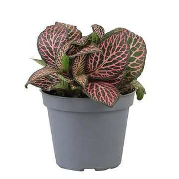 60 Graines De Fittonia Mélangées - Plante D'intérieur à Feuilles Colorées - Facile à Cultiver