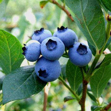 Vaccinium corymbosum 'Northland'