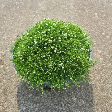 Sagina subulata