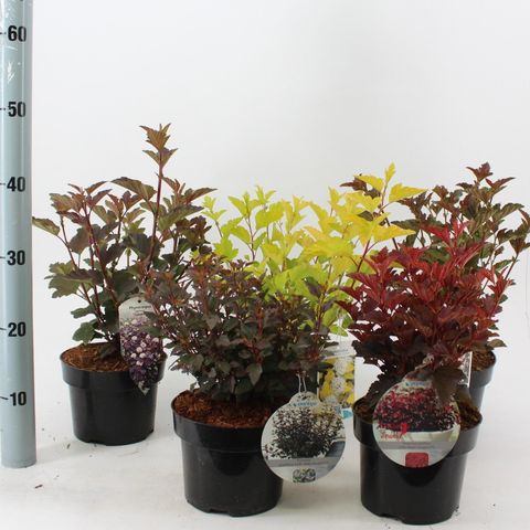 Physocarpus opulifolius MIX