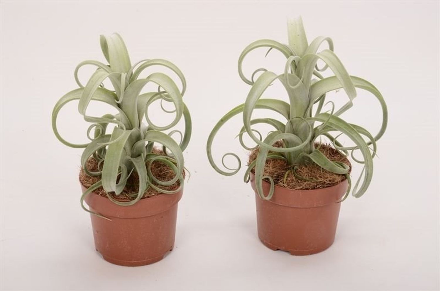 Tillandsia 'Curly Slim' — Рослини оптом FlorAccess