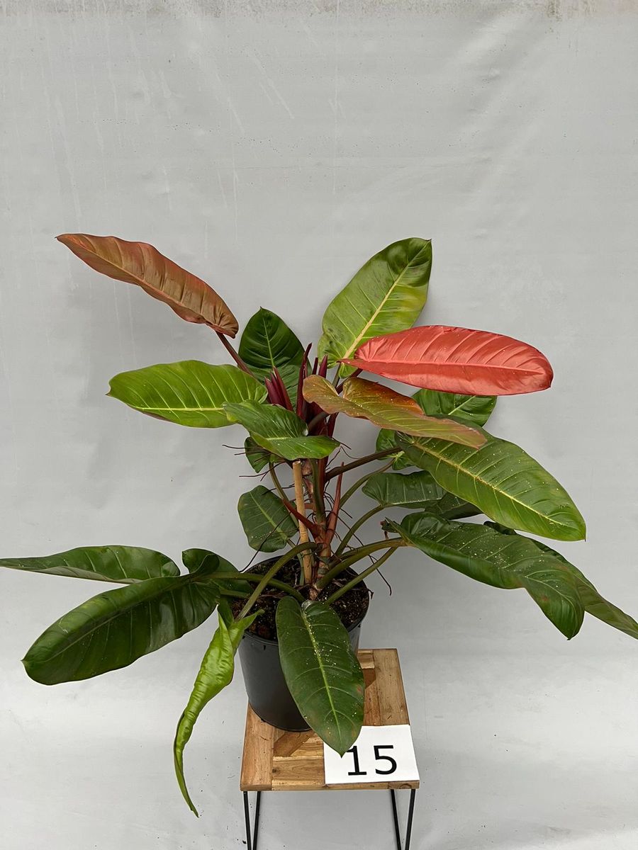 philodendron squamiferum ableger Philodendron squamiferum – Foliage Factory main image 0