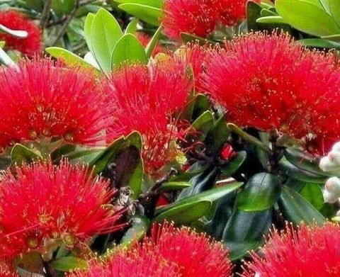 Metrosideros excelsa