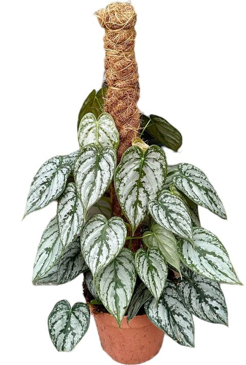 Philodendron brandtianum