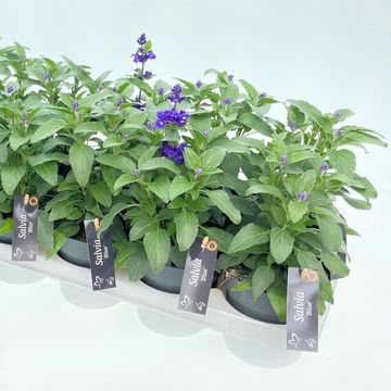Salvia farinacea 'Farina Blue'