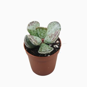 Adromischus cooperi