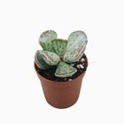 Adromischus cooperi