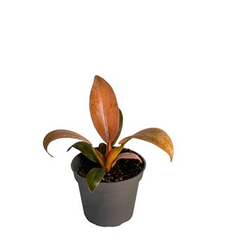 Філодендрон 'Imperial Red Variegata'