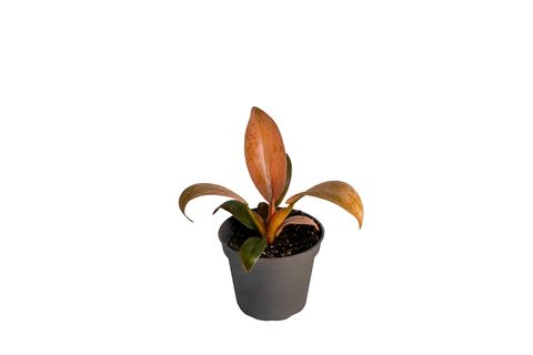 Філодендрон 'Imperial Red Variegata'