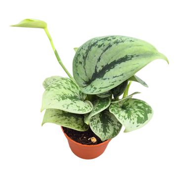 Scindapsus 'Green Anaconda'