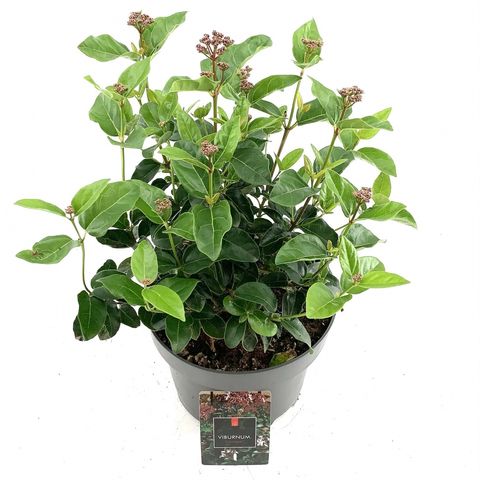 Viburnum tinus 'Lisarose'