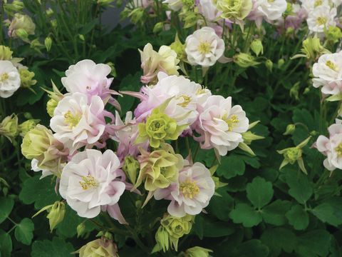 Aquilegia vulgaris 'Winky Double Rose-White'