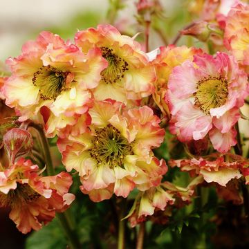 Geum PRETTICOATS PEACH
