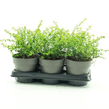 Ceanothus impressus 'Victoria'