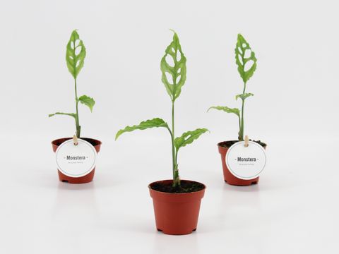 Monstera obliqua 'Peru'