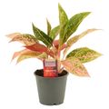 Aglaonema 'Prestige'