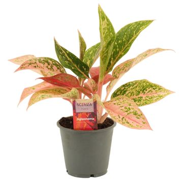 Aglaonema 'Prestige'