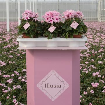 Cyclamen persicum ILLUSIA LIGHT WITH EYE