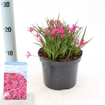 x Rhodoxis FAIRYTALE