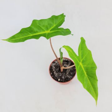 Alocasia 'Golden Dragon'