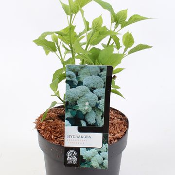 Hydrangea arborescens 'Annabelle'
