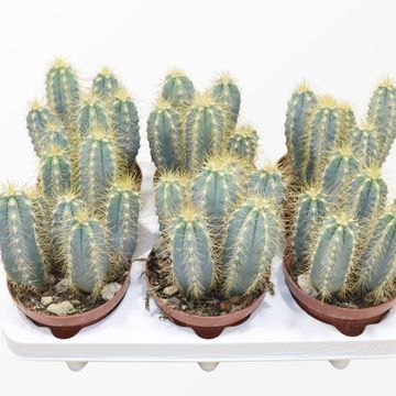 Pilosocereus azureus