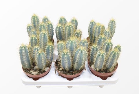 Pilosocereus azureus