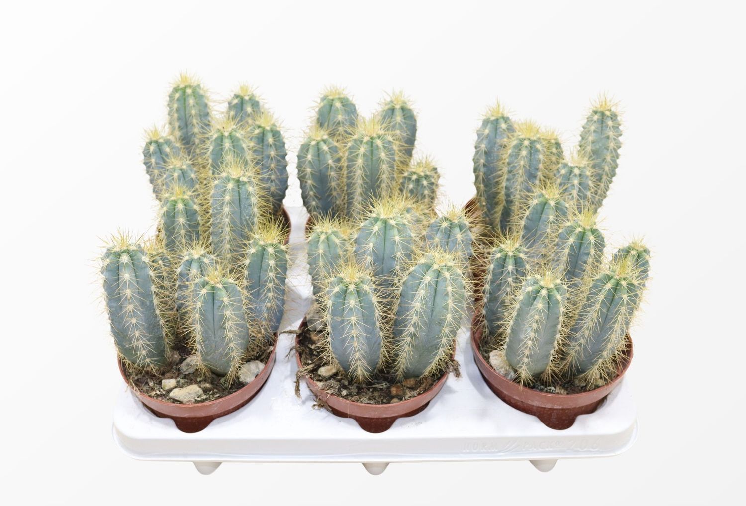 Pilosocereus azureus — Plant Wholesale FlorAccess