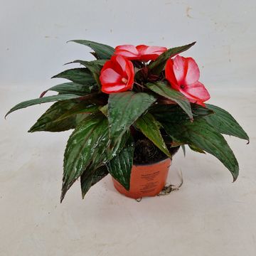 Impatiens COLORPOWER CORAL FLAME