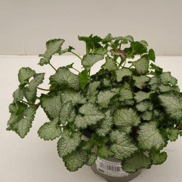 Lamium maculatum 'Pink Chablis'